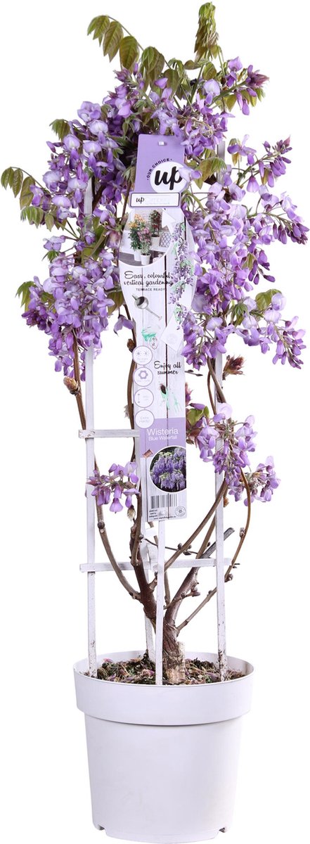  Wisteria 'Blue Waterfall' - ↨75cm - Ø23