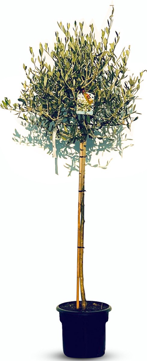  Sunnytree - Olijfboom Op Stam - Boom - Winterhard - Groenblijvend - Bol Op Stam - 160cm Hoog