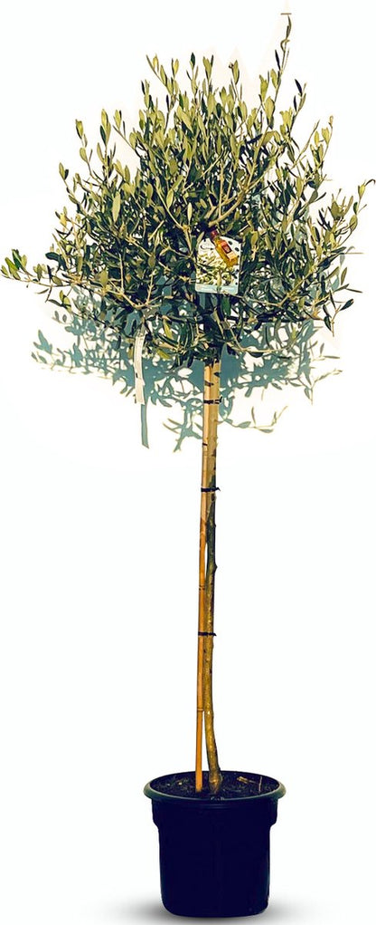  Sunnytree - Olijfboom Op Stam - Boom - Winterhard - Groenblijvend - Bol Op Stam - 160cm Hoog