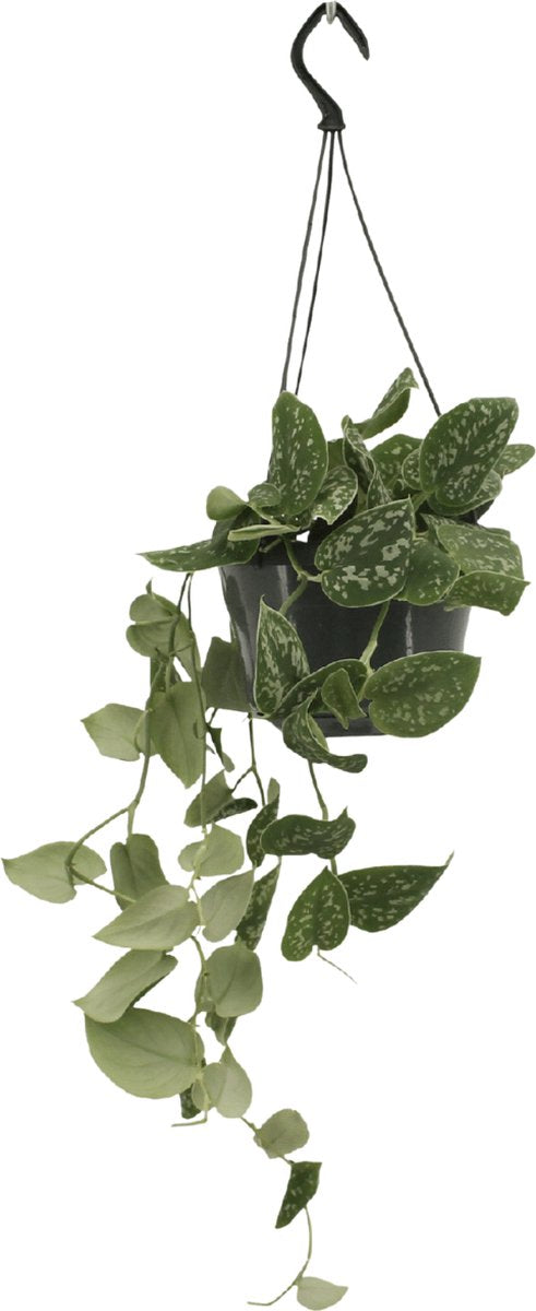  Scindapsus Pictus - Epipremnum - 25cm
