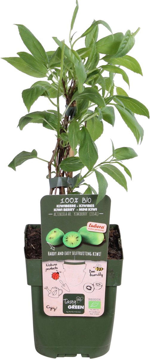 Merkloos Actinidia Arguta 'Kiwiberry'® - Mini Kiwi - BIO Fruitplant