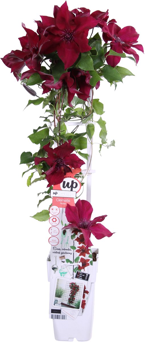 Clematis Boulevard Nubia™ - ↨65cm - Ø15