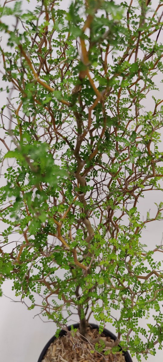 Sophora 'Little Baby' Honingboom- Zigzagstruik - Hoogte 60cm - 2 Liter Pot
