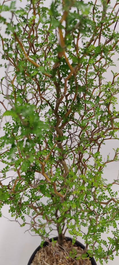  Sophora 'Little Baby' Honingboom- Zigzagstruik - Hoogte 60cm - 2 Liter Pot