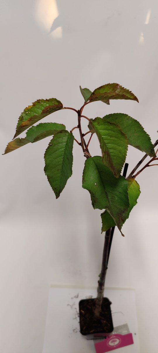  Set Van 4 Fruitbomen - 1 Appel, 1 Peer, 1 Kers, 1 Pruim - Hoogte 60cm - 9cm Pot - Mix A
