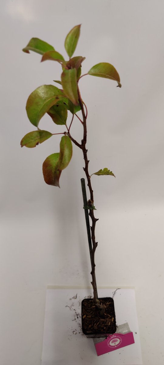  Set Van 4 Fruitbomen - 1 Appel, 1 Peer, 1 Kers, 1 Pruim - Hoogte 60cm - 9cm Pot - Mix A