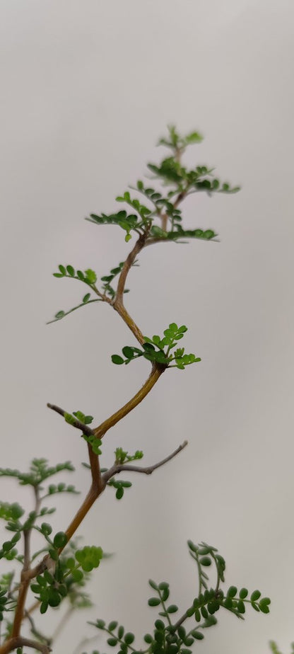  Sophora 'Little Baby' Honingboom- Zigzagstruik - Hoogte 60cm - 2 Liter Pot