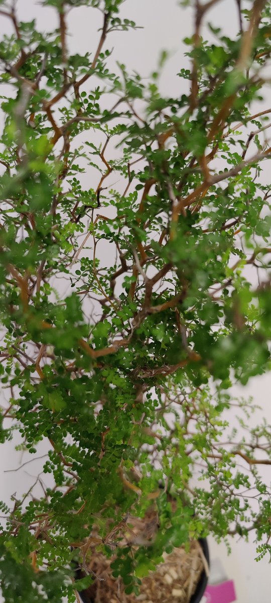  Sophora 'Little Baby' Honingboom- Zigzagstruik - Hoogte 60cm - 2 Liter Pot