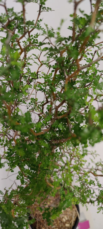  Sophora 'Little Baby' Honingboom- Zigzagstruik - Hoogte 60cm - 2 Liter Pot