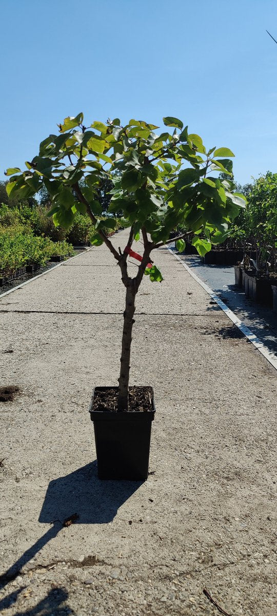  Prunus Armeniaca - Mini-abrikoos - Dwerg Abrikozenboom - 5 Liter Pot -70cm