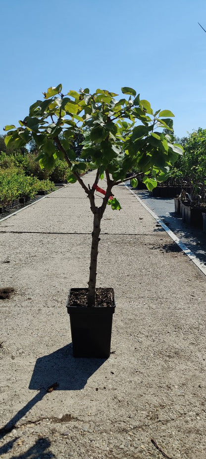  Prunus Armeniaca - Mini-abrikoos - Dwerg Abrikozenboom - 5 Liter Pot -70cm