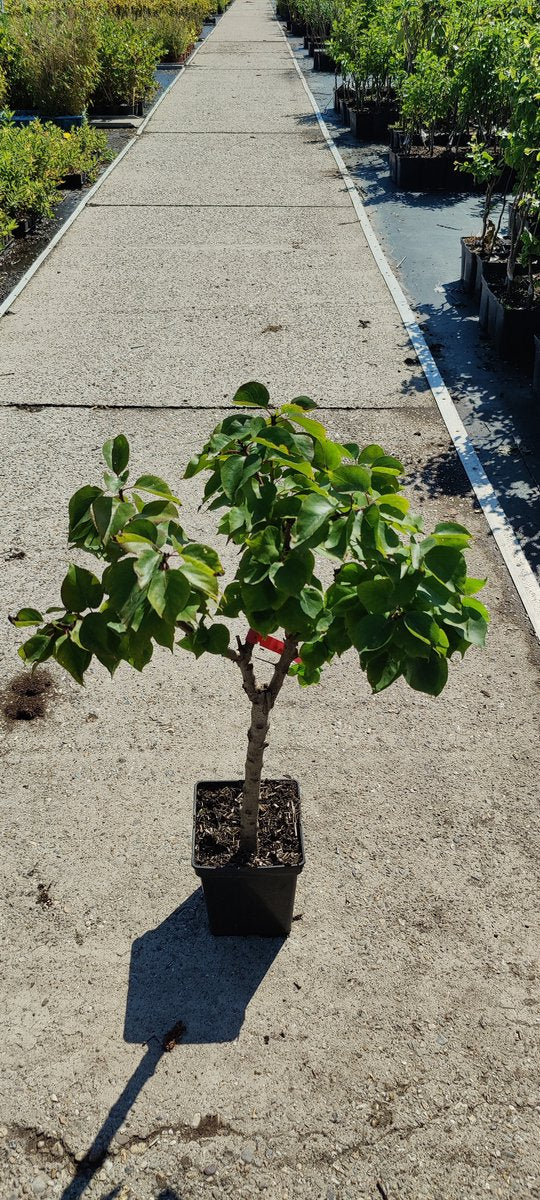  Prunus Armeniaca - Mini-abrikoos - Dwerg Abrikozenboom - 5 Liter Pot -70cm