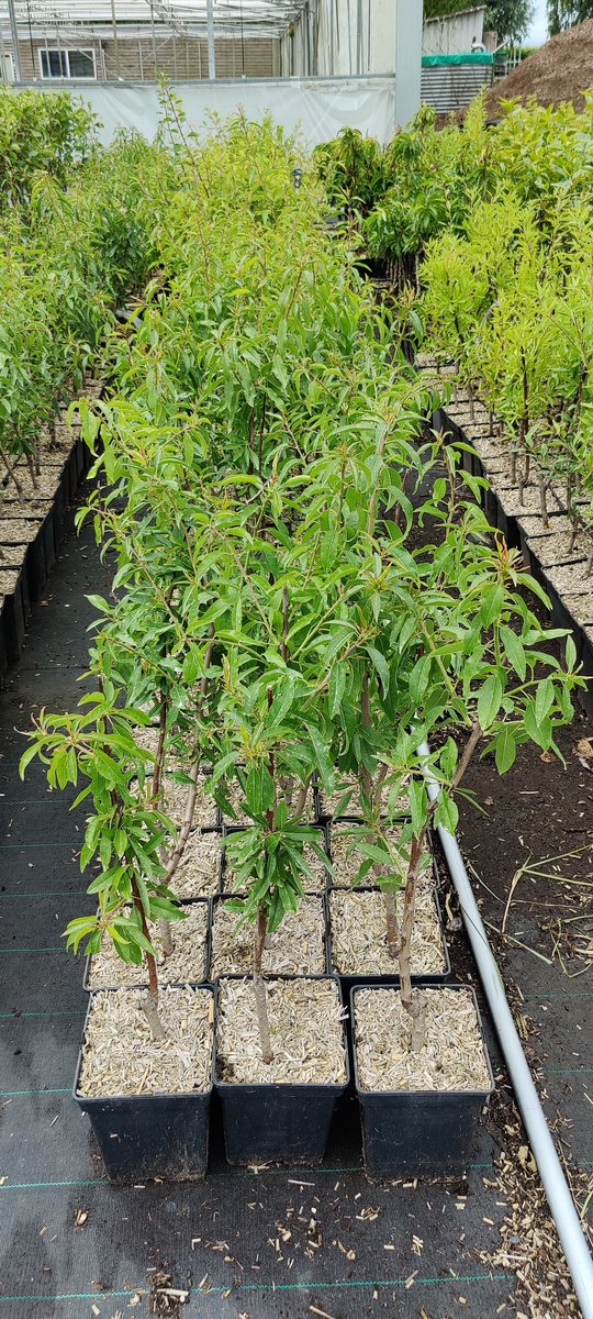  Prunus Dulcis 'Texas', Amandelboom, 5 Liter Pot