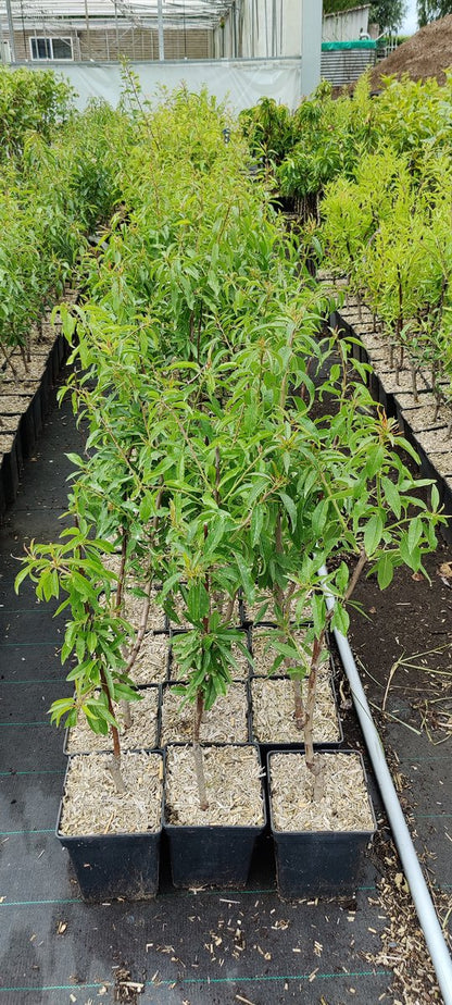  Prunus Dulcis 'Texas', Amandelboom, 5 Liter Pot