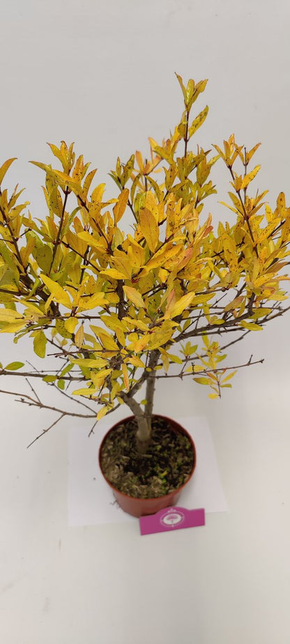  Punica Granatum 'Acco', Granaatappel, 2 Liter Pot