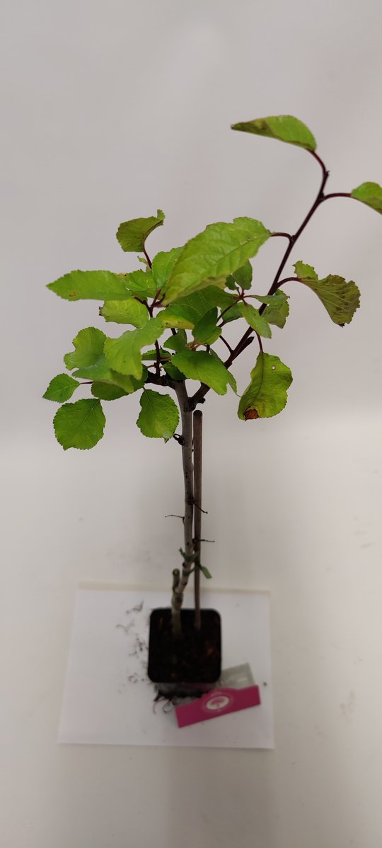  Set Van 4 Fruitbomen - 1 Appel, 1 Peer, 1 Kers, 1 Pruim - Hoogte 60cm - 9cm Pot - Mix A