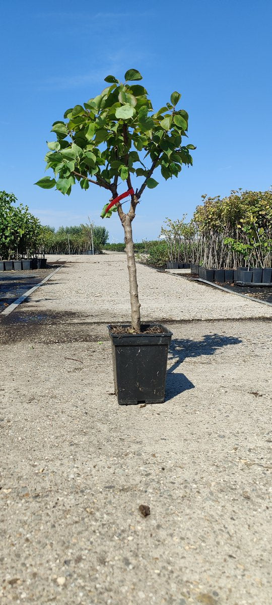  Prunus Armeniaca - Mini-abrikoos - Dwerg Abrikozenboom - 5 Liter Pot -70cm
