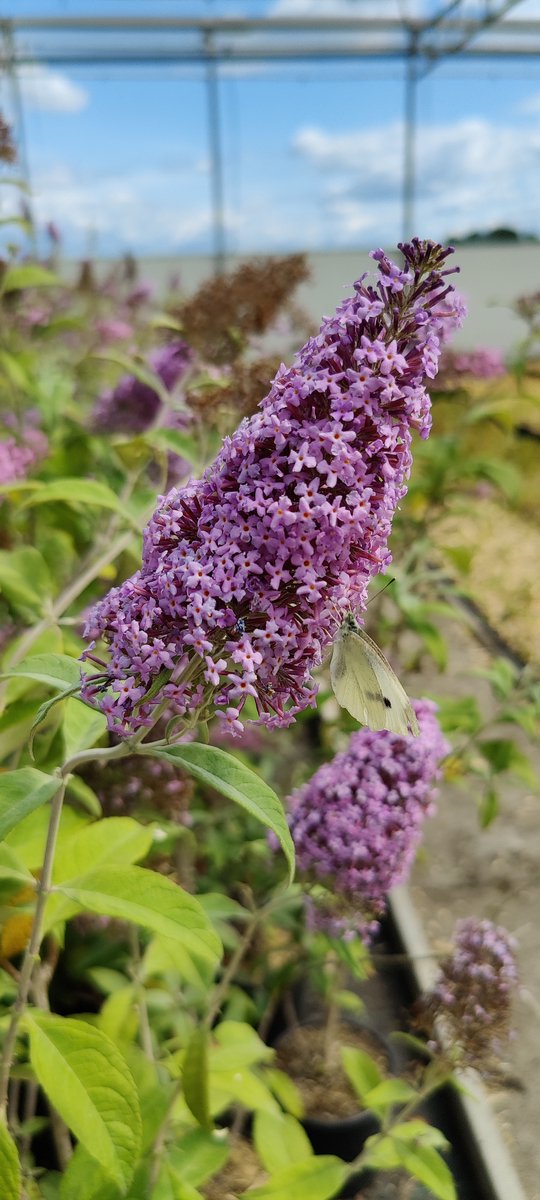  Buddleja 'Pink Delight' Vlinderstruik - 60 Cm - 2 Liter Pot