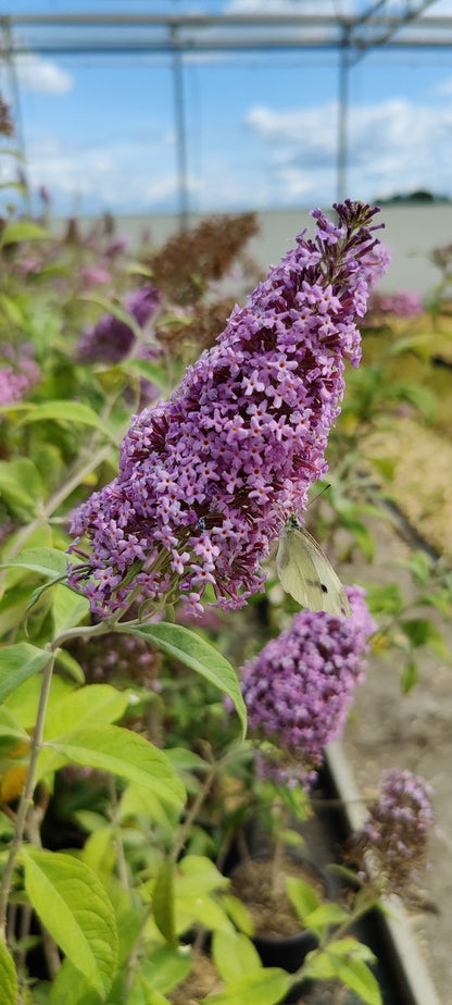  Buddleja 'Pink Delight' Vlinderstruik - 60 Cm - 2 Liter Pot
