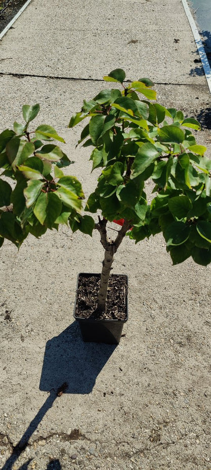  Prunus Armeniaca - Mini-abrikoos - Dwerg Abrikozenboom - 5 Liter Pot -70cm