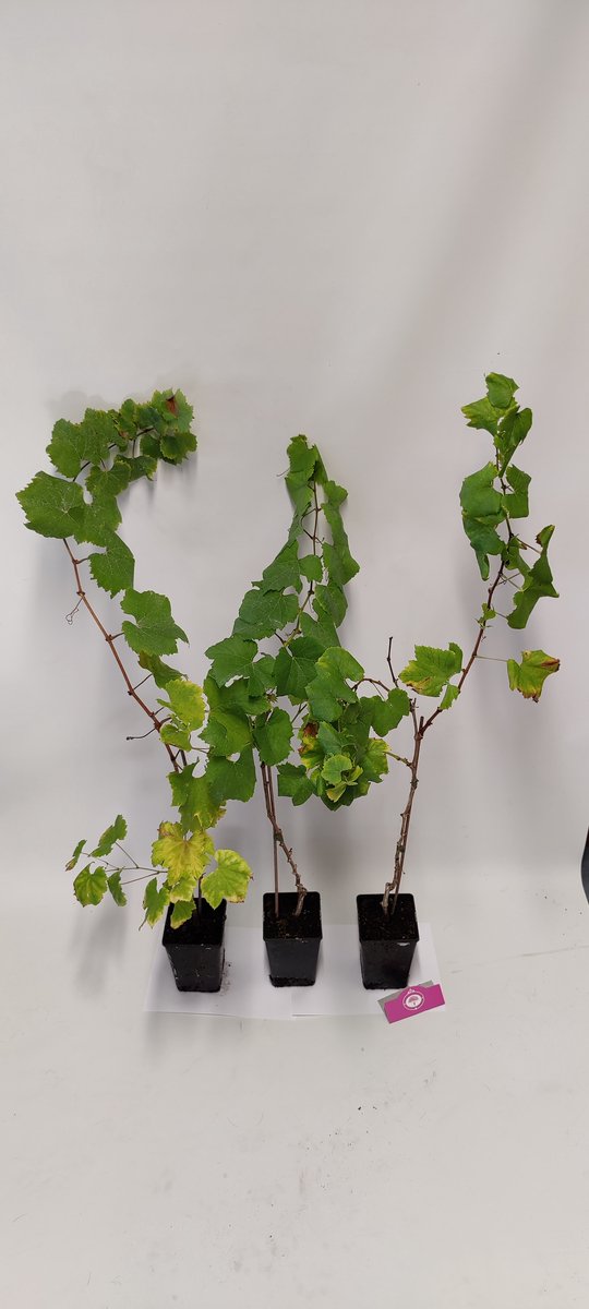  Set Van 3 Druivenplanten - Rode, Blauwe En Witte Druif - Hoogte 70cm - Vitis Vinifera