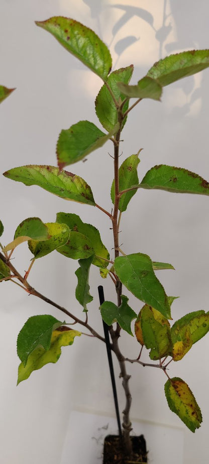  Set Van 4 Fruitbomen - 1 Appel, 1 Peer, 1 Kers, 1 Pruim - Hoogte 60cm - 9cm Pot - Mix A