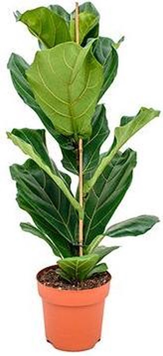  Ficus Lyrata Straight | Vioolbladplant / Tabaksplant