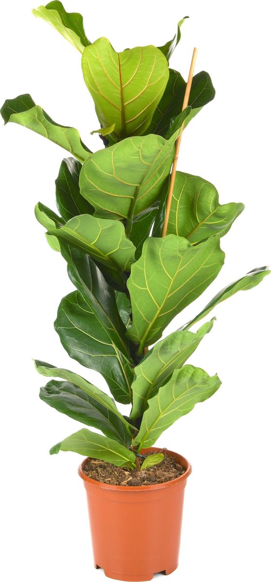  Ficus Lyrata | Groene Kamerplant | Potmaat 21cm | Hoogte 95cm | Geleverd In Kwekerspot