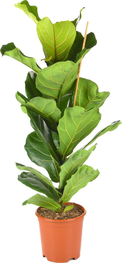  Ficus Lyrata | Groene Kamerplant | Potmaat 21cm | Hoogte 95cm | Geleverd In Kwekerspot