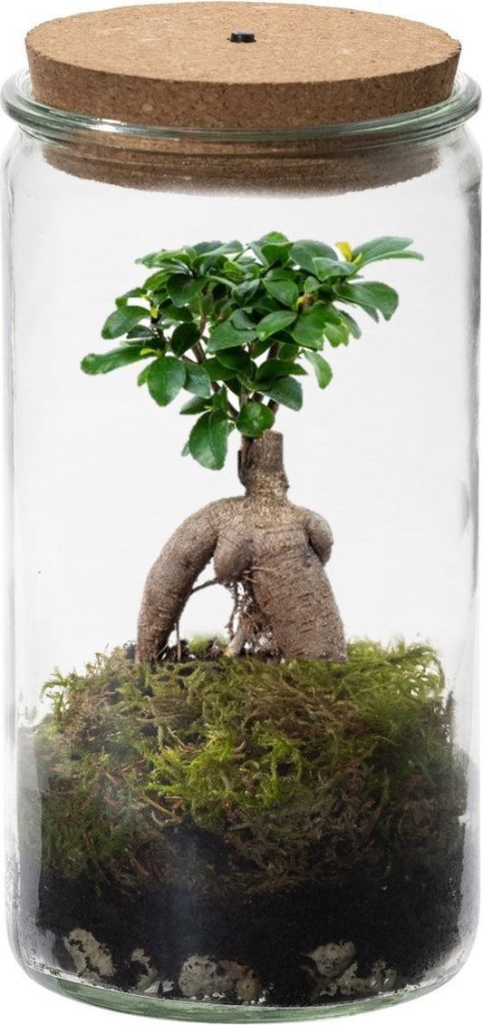  Ecosysteem Plant Met Lamp -Ecoworld Weck Glas Met Lamp + 1 Mini Bonsai Ficus Ginseng - Ø10,5 Cm - Hoogte 21 Cm