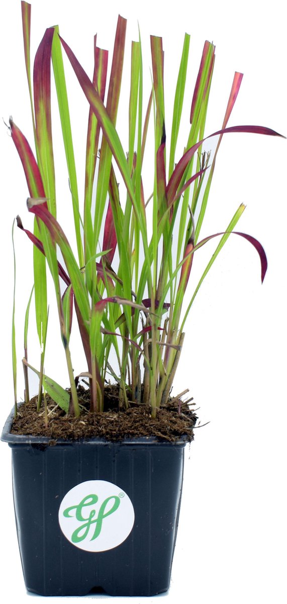 GP 12 X Japans Bloedgras - Siergras - Tuinplanten Winterhard - Vaste Planten - Imperata Red Baron - In 9x9cm Pot Met Hoogte 5-10cm