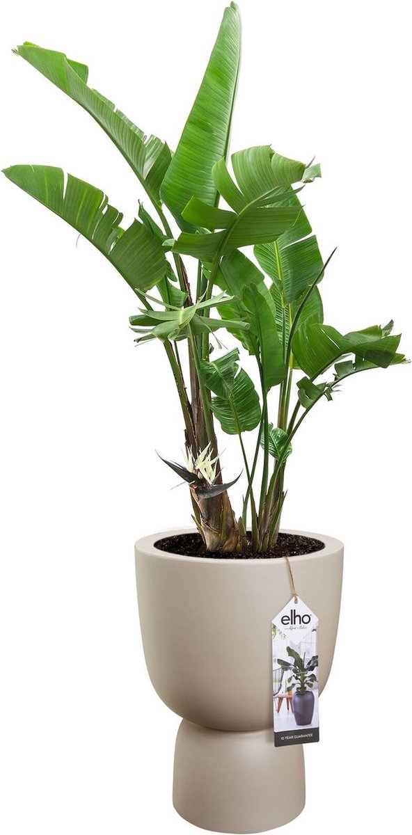  Elho Pure Coupe 35 - Bloempot Voor Binnen &amp; Buiten - Ø 34.9 X H 49.0 Cm - Beige/Balanced Beige