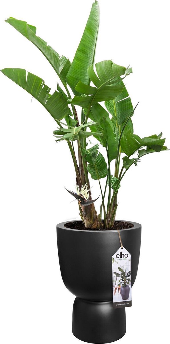  Elho Pure Coupe 41 - Bloempot Voor Binnen &amp; Buiten - Ø 41.3 X H 57.9 Cm - Zwart/Zwart
