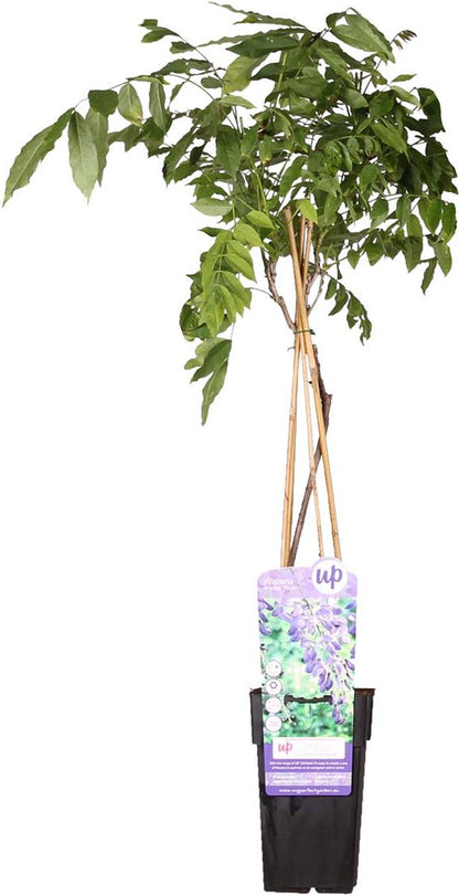  Wisteria Sinensis Prolific – Blauwe Regen – Klimplant – Onderhoudsvriendelijk - ⌀15 Cm - 60-70 Cm