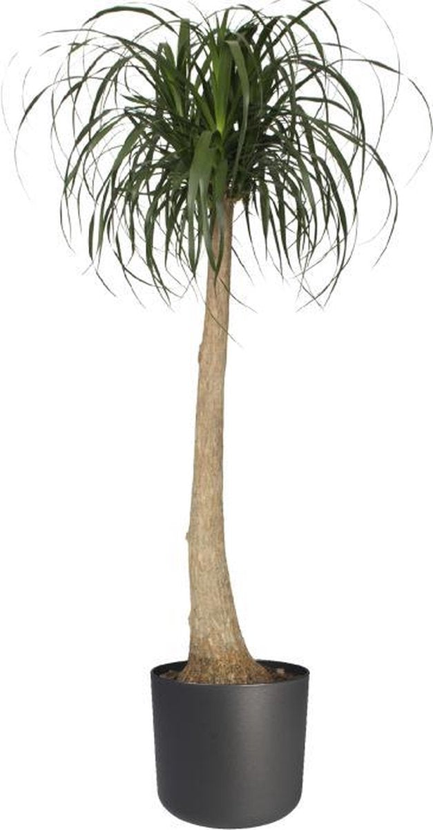  Elho B.for Soft Rond 35 - Bloempot Voor Binnen - Ø 34.5 X H 32.3 Cm - Antraciet