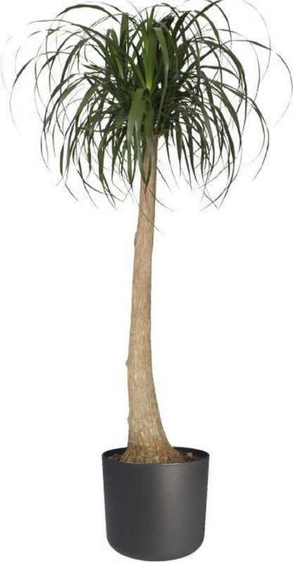  Elho B.for Soft Rond 35 - Bloempot Voor Binnen - Ø 34.5 X H 32.3 Cm - Antraciet