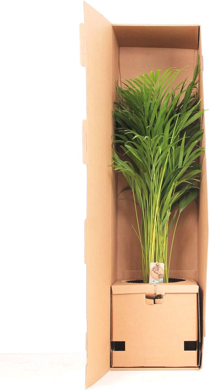  Areca Palm 110 Cm Hoog - 21cm Potmaat - Grote Kamerplant - Dypsis Lutescens