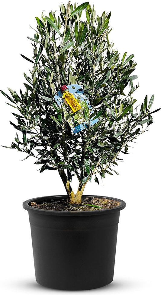  Tropictrees - Olijfboom - Olea Europea - Olijfstruik - Winterhard - Pot ⌀ 20cm - Hoogte 70-80cm