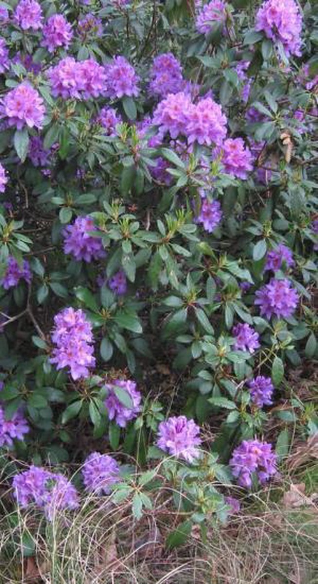  Rhododendron 'Gristede' 20-30 Cm In Pot