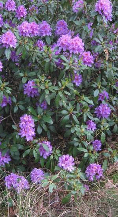  Rhododendron 'Gristede' 20-30 Cm In Pot