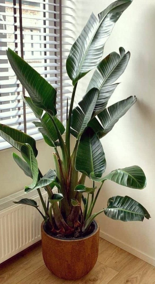  Strelitzia Augusta 180 Cm Hoog ...de Populairste Plant Van Dit Moment. Gratis Persoonlijke Bezorging Om Beschadiging Te Voorkomen En Met Verzorgingsinstructies. Bezorging