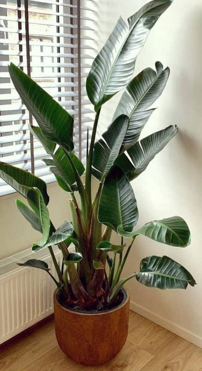  Strelitzia Augusta 180 Cm Hoog ...de Populairste Plant Van Dit Moment. Gratis Persoonlijke Bezorging Om Beschadiging Te Voorkomen En Met Verzorgingsinstructies. Bezorging