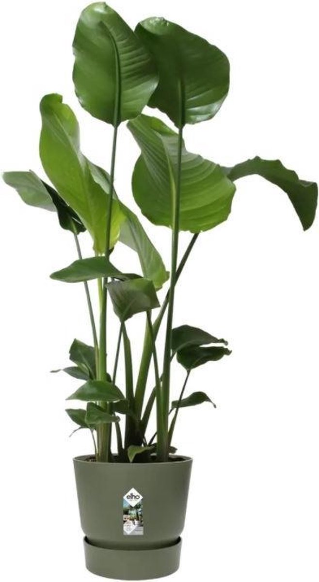  Elho Greenville Rond 30 - Grote Bloempot Voor Buiten - Gemaakt Van Gereycled Plastic - Ø 29.5 X H 27.8 Cm - Blad Groen