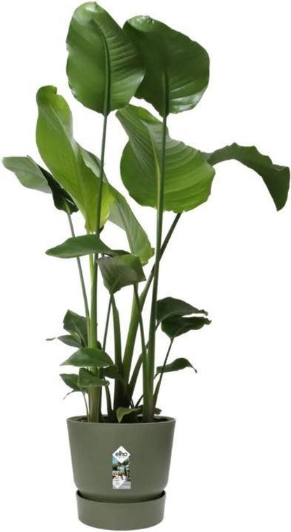  Elho Greenville Rond 30 - Grote Bloempot Voor Buiten - Gemaakt Van Gereycled Plastic - Ø 29.5 X H 27.8 Cm - Blad Groen
