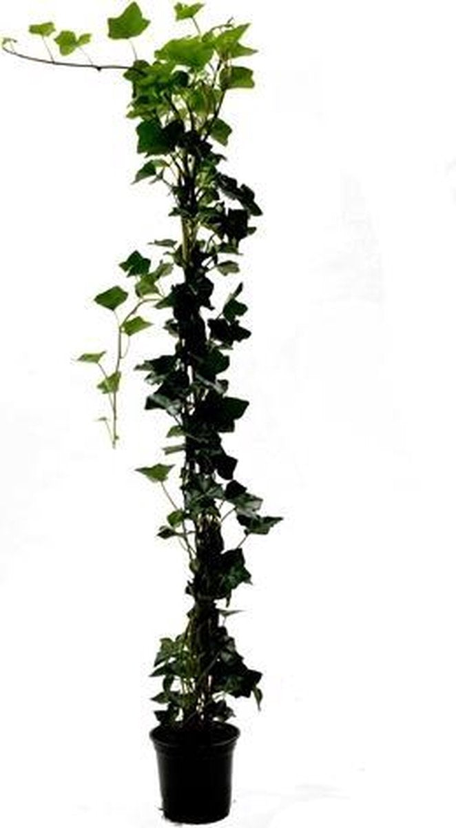  Hedera ´Hibernica´ 10 Stuks