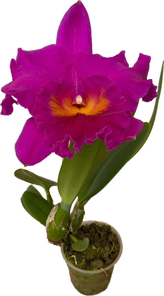  Cattleya Rlc. Pink Empress - Orchidee