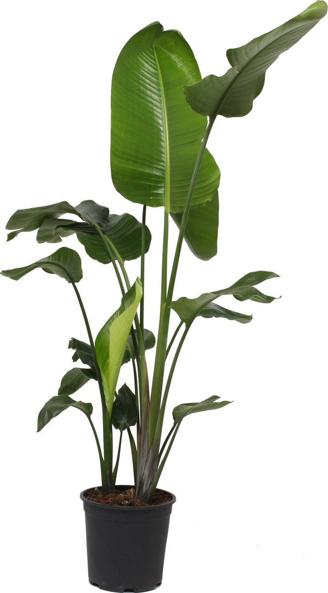  Strelitzia Nicolai - 180cm