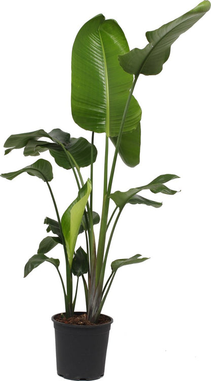  Strelitzia Nicolai - 180cm
