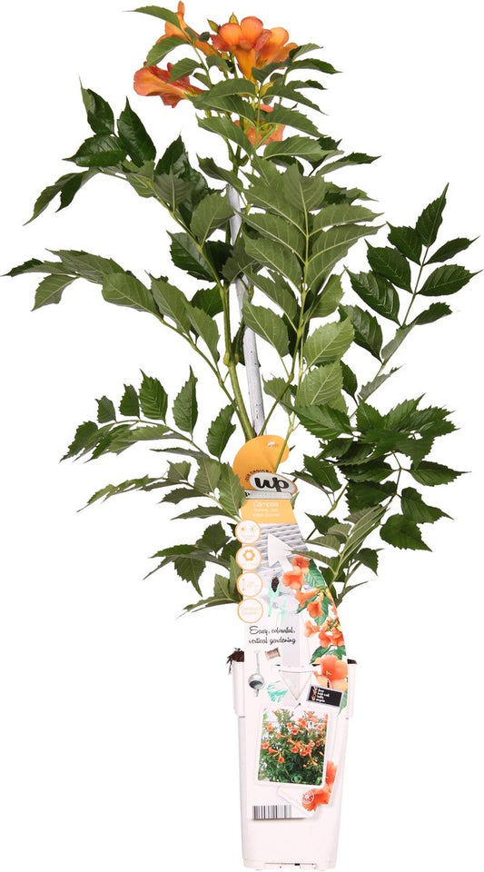  Campsis 'Indian Summer' - ↨65cm - Ø15