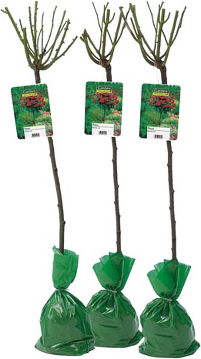  Stamrozen ROOD XXL X 3 - Winterharde Roos - Buitenplant - 120-140 Cm